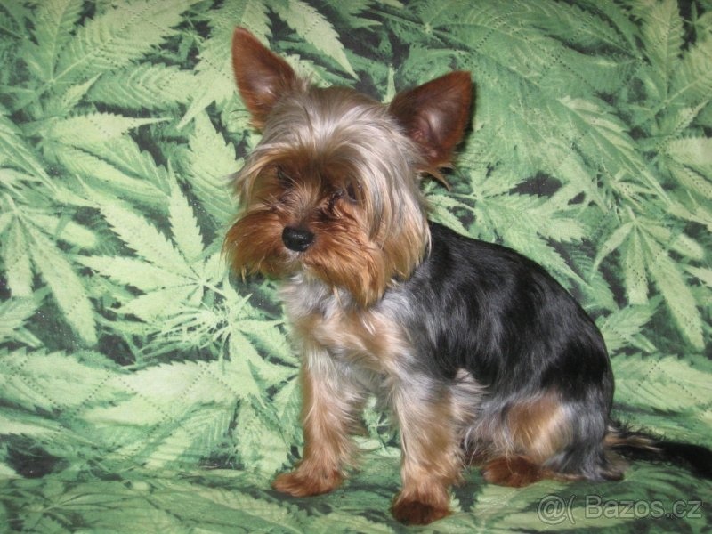 Jorkšírský teriér - 4