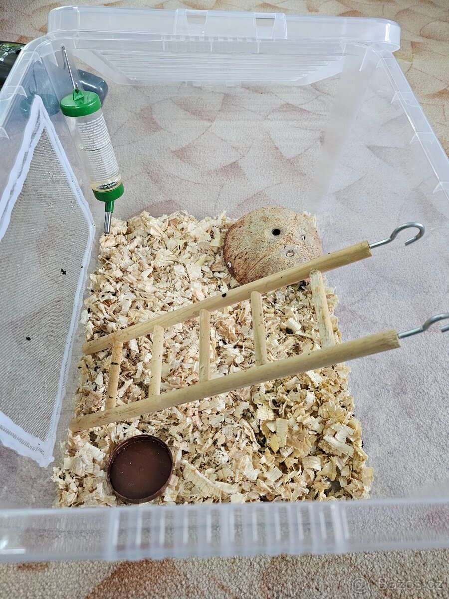 Plšík africký s bydlením... - 4