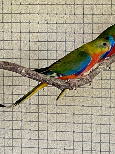 neofema tyrkysová rudobřichá - 4