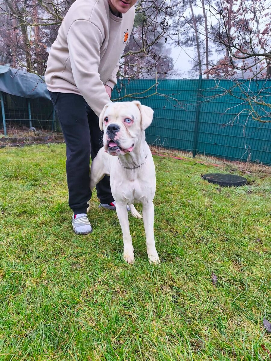 Německý boxer s PP - 4