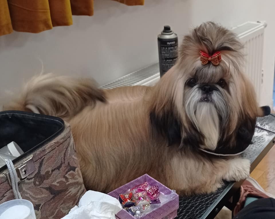 Fenka Shih Tzu s PP(shihtzu, shi-tzu) - 4