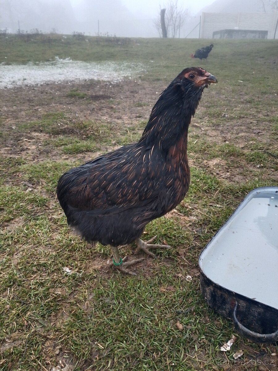 Prodám kuřice Araukany - 4