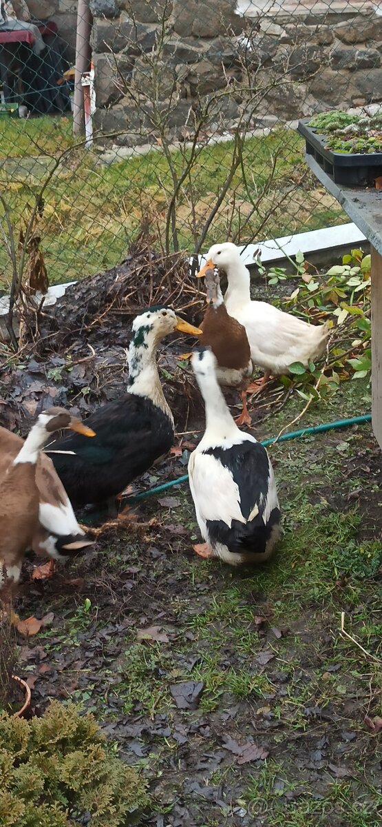 Kuřice, kohouti, kachny, perličky. - 4