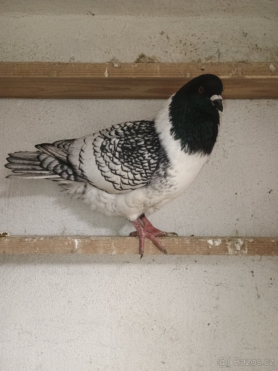 Prodám holuba mor.pštrosa - 4
