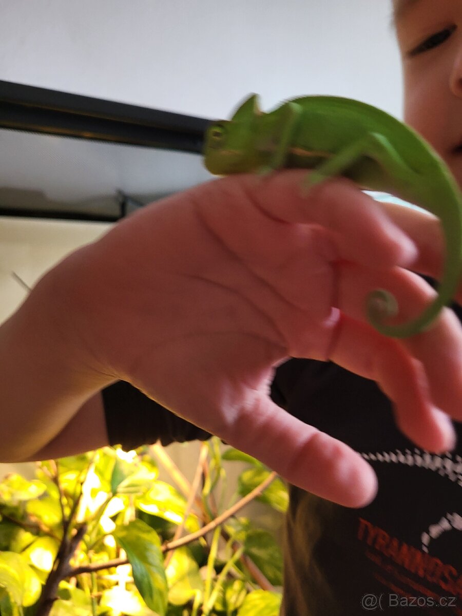 Chameleon jemensky - 4