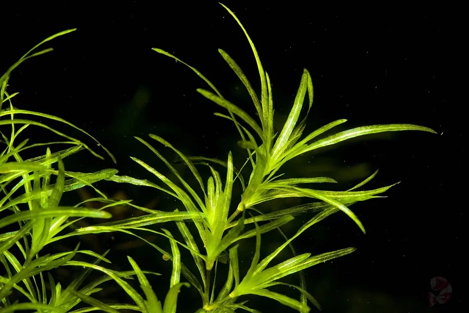 Akvarijni rostlinky - Najas Guadalupensis - 4