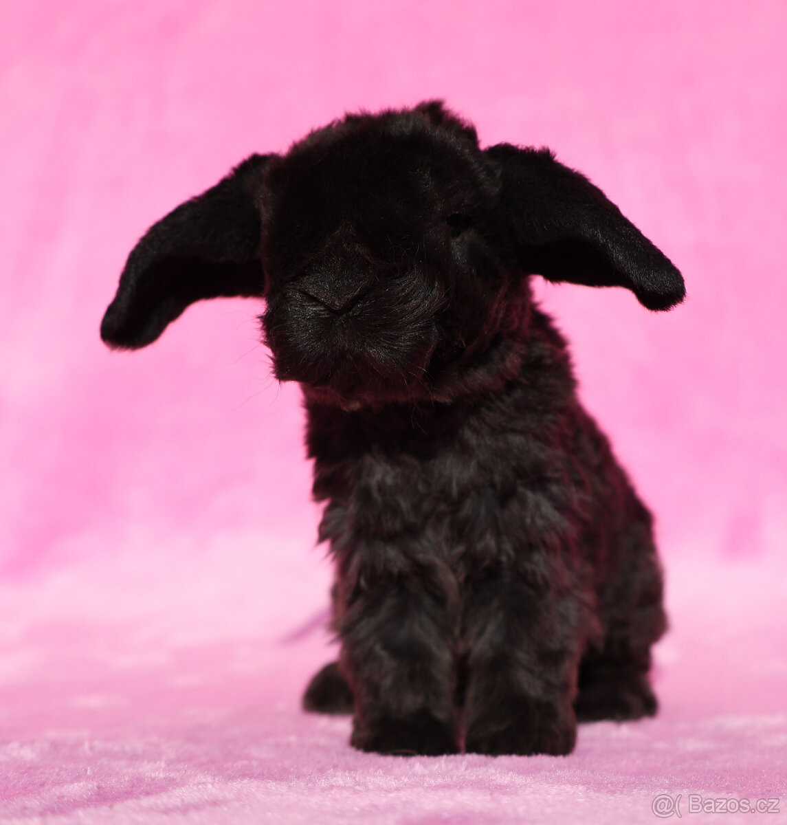Zakrslý rex beránek , samička s VP . - 4