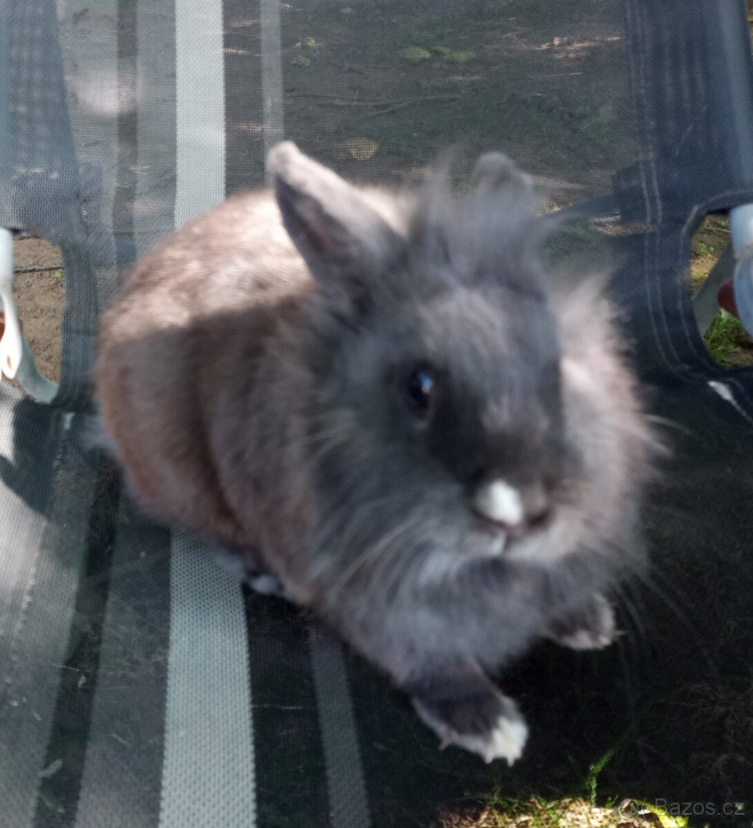 Zakrslý králík samička - 4