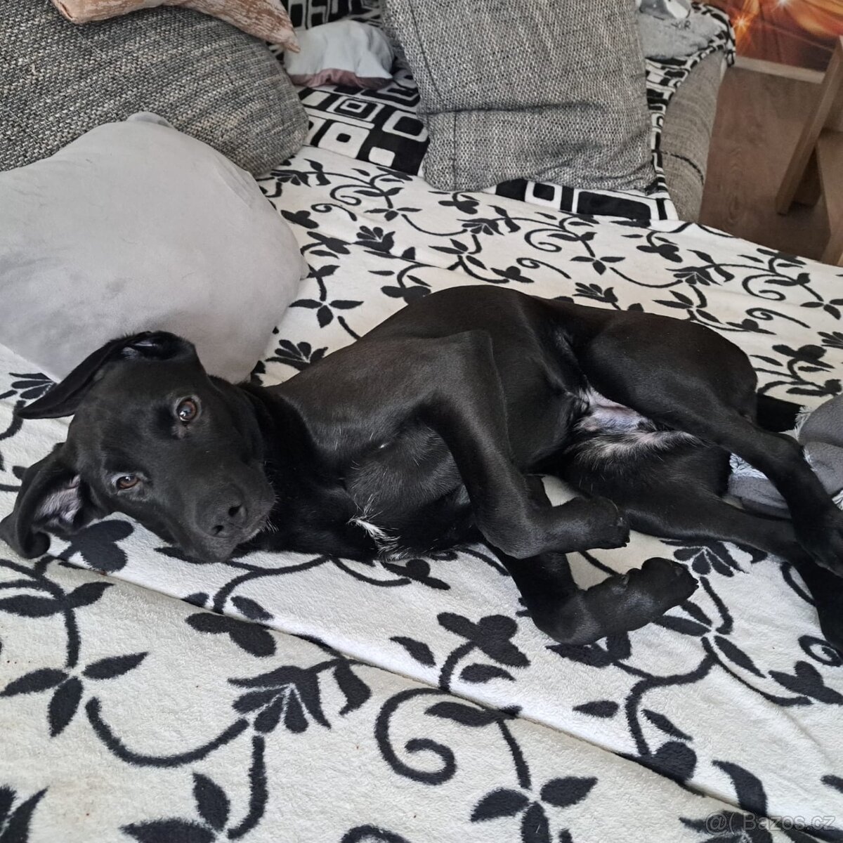 Daruji pejska do dobrých rukou - 4