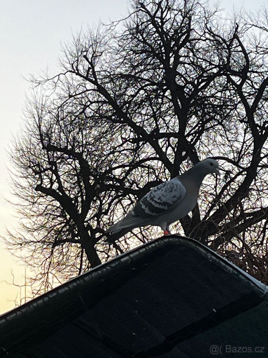 Holuby - 4