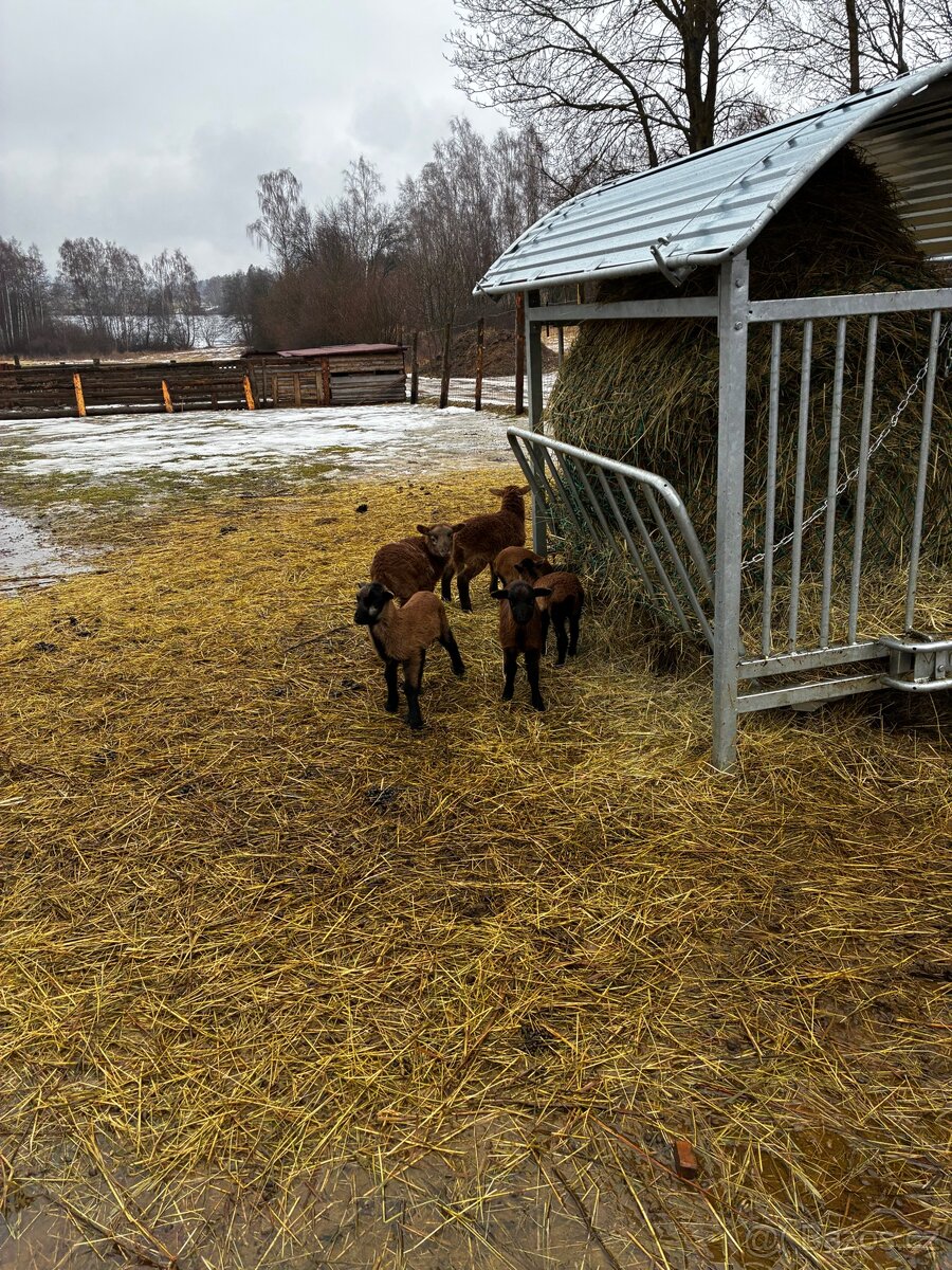 Kamerunské ovce - 4