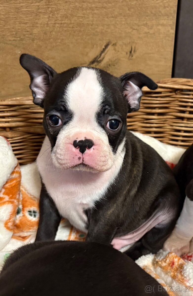 BOSTONSKÝ TERIÉR s PP - 4