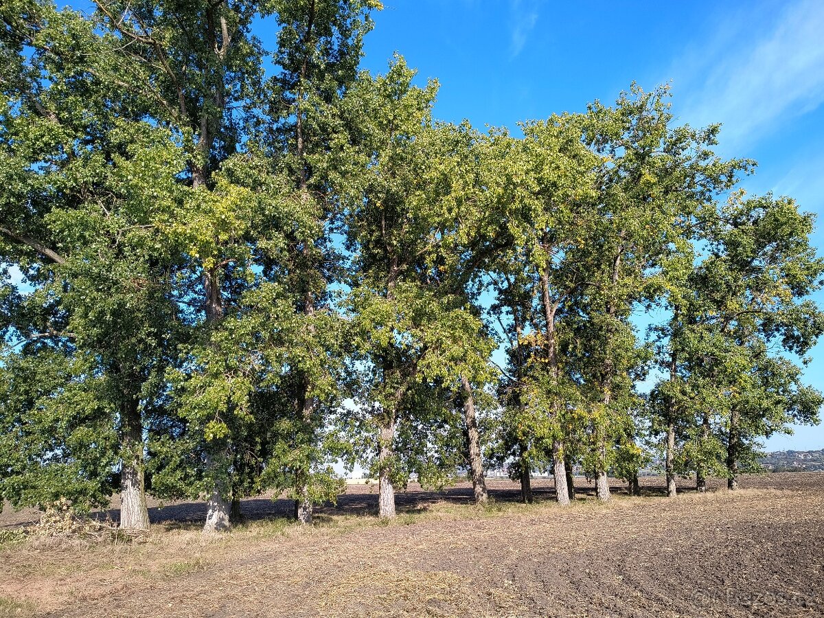 Topoly k vytěžení - 4