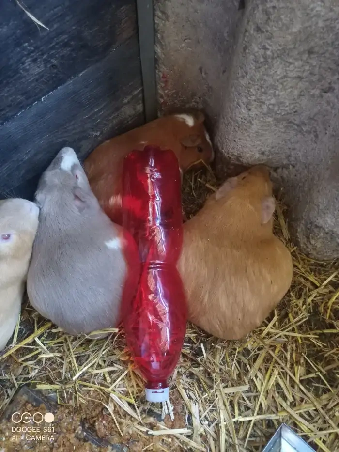 Obří Cuy morčata Doležal świnka morska Meerschweichen - 4