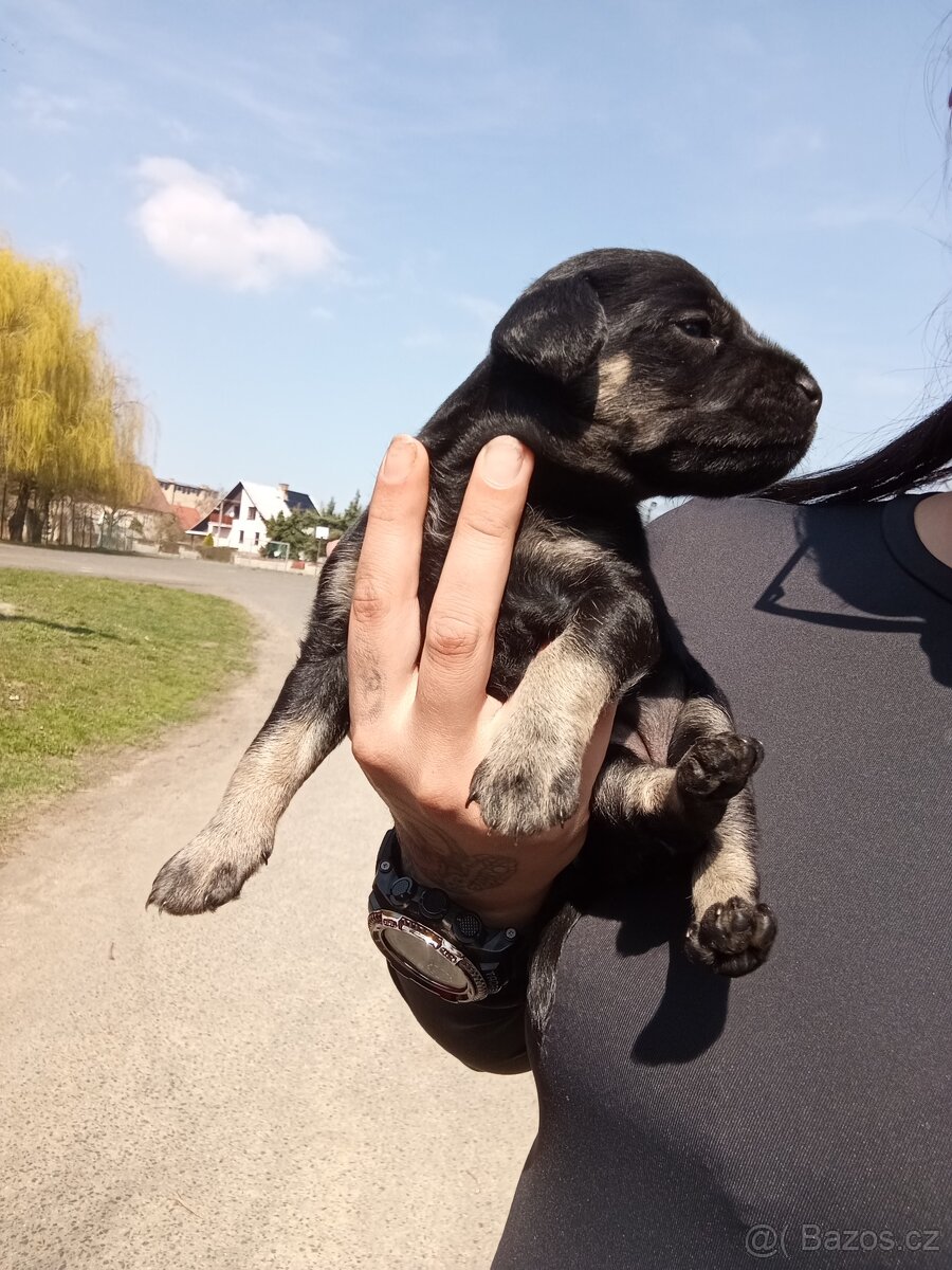Štěňátko holčička - 4