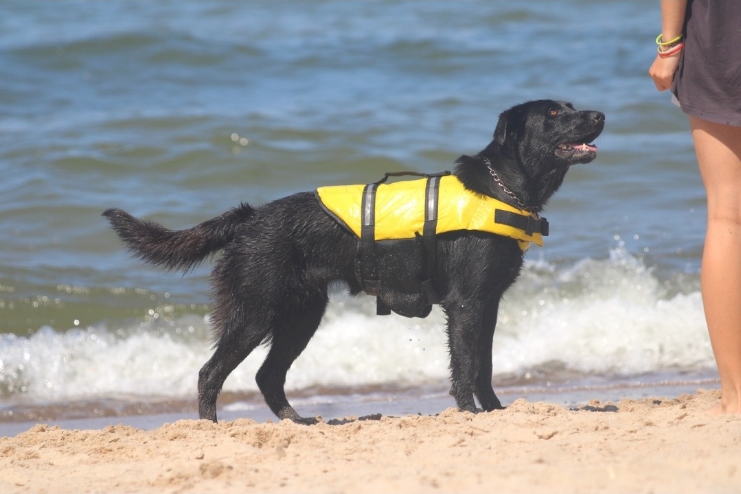 Štěňata labrador x německý ovčák - 4