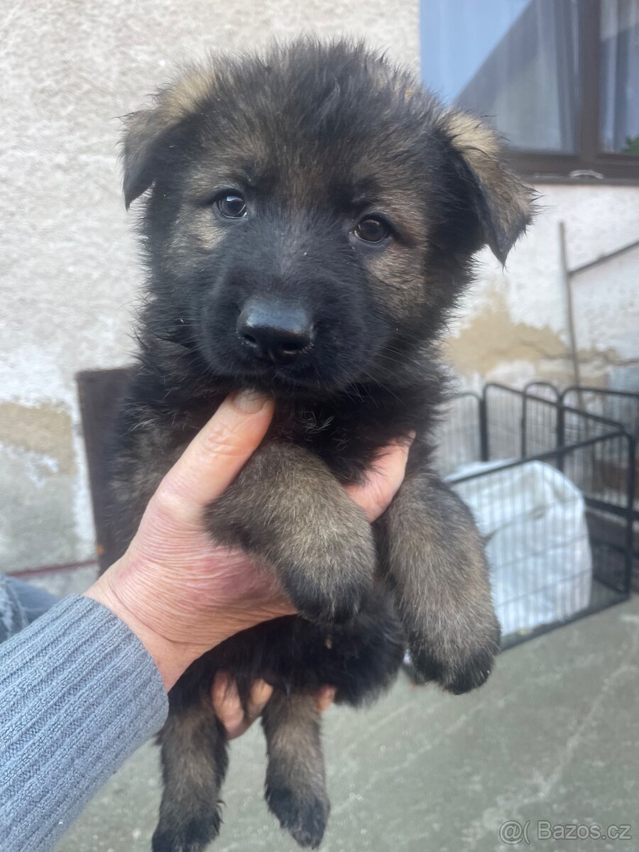 Německý ovčák - 4