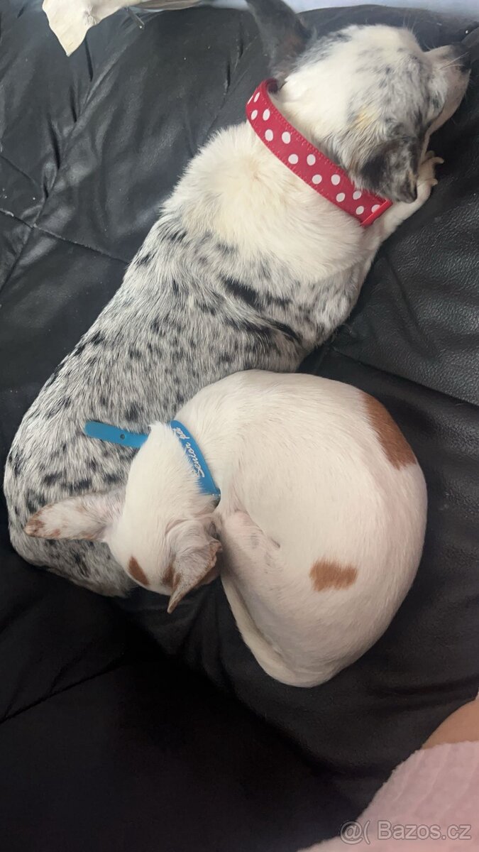 🐾Čivava maminka Marilyn a její dcera Barbie - 4