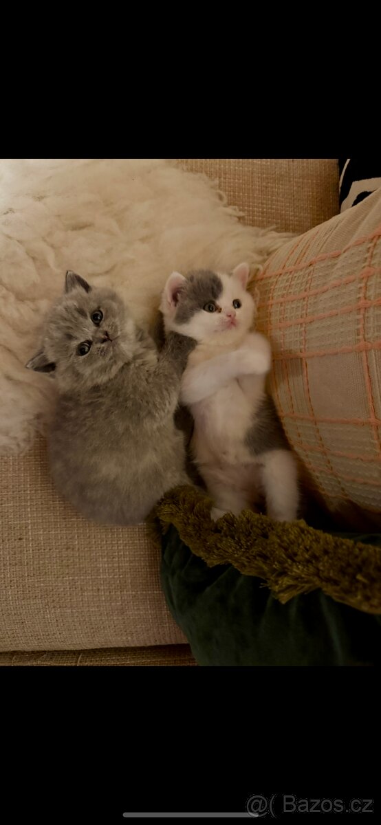 Britská koťátka s PP - 4