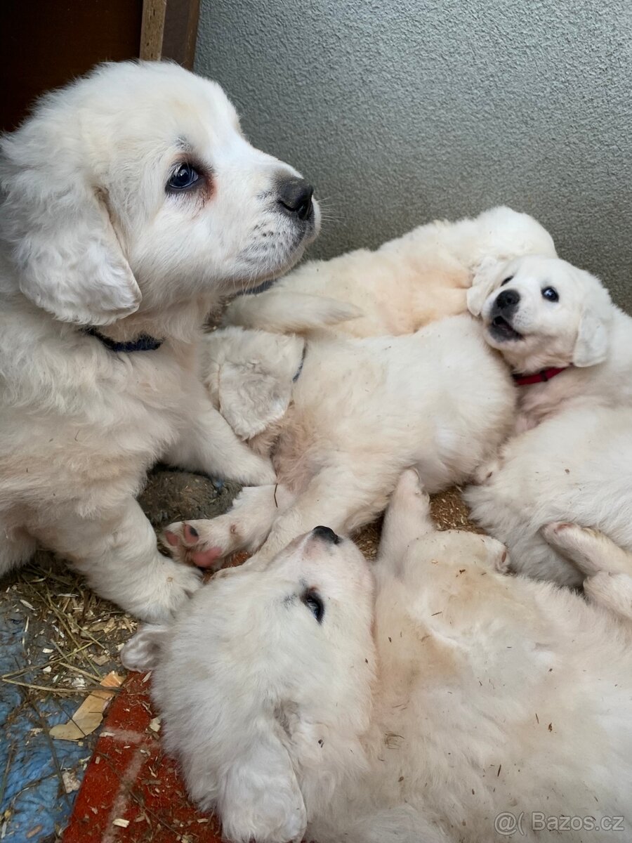 Prodám štěňata Slovenského čuvače - 4