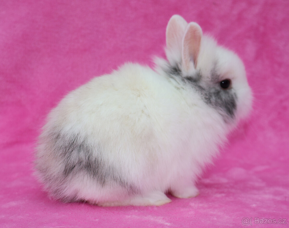 Zakrslý krátkouchý králíček lvíček. Sameček - 4