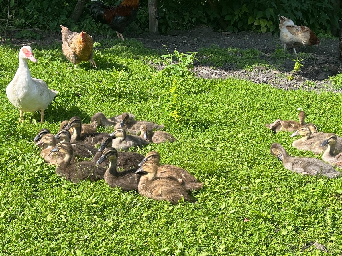 Indický běžec - 4