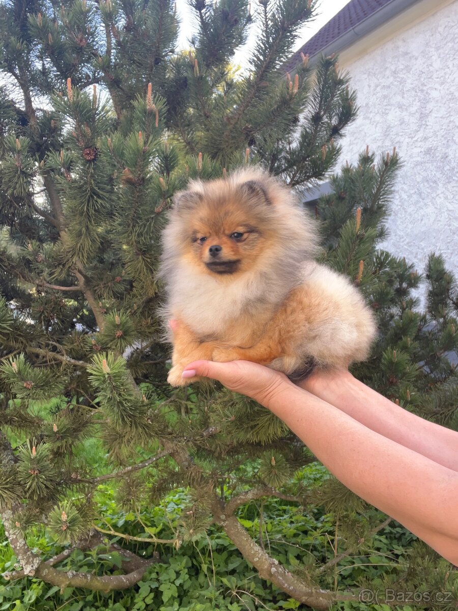 Pomeranian - 4