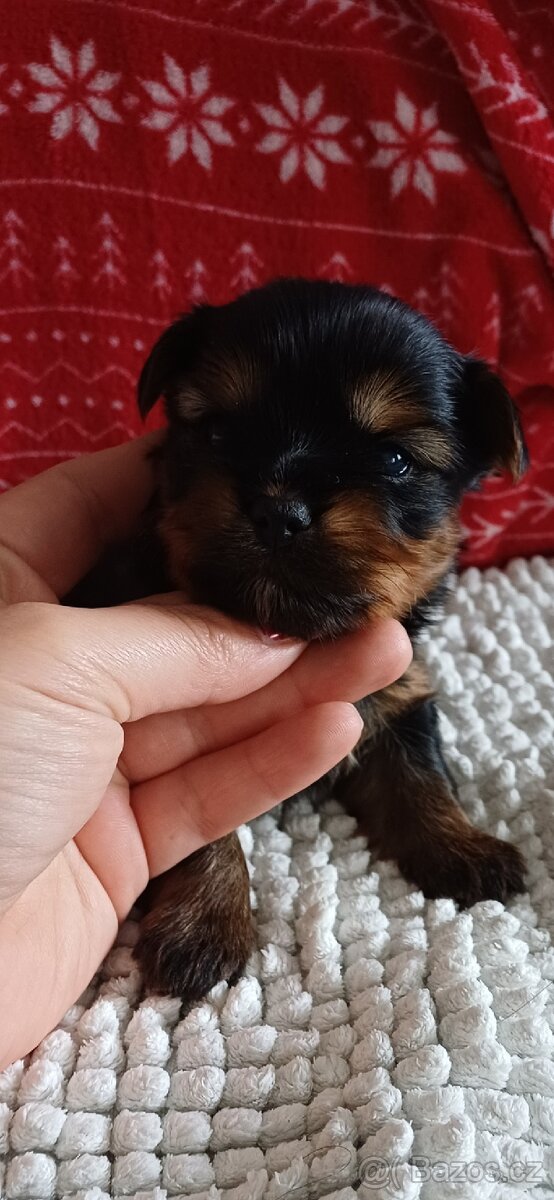 Jorkšírský Yorkšírský teriér - 4