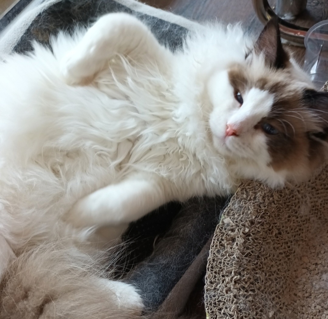 Kocourci ragdoll s PP - 4