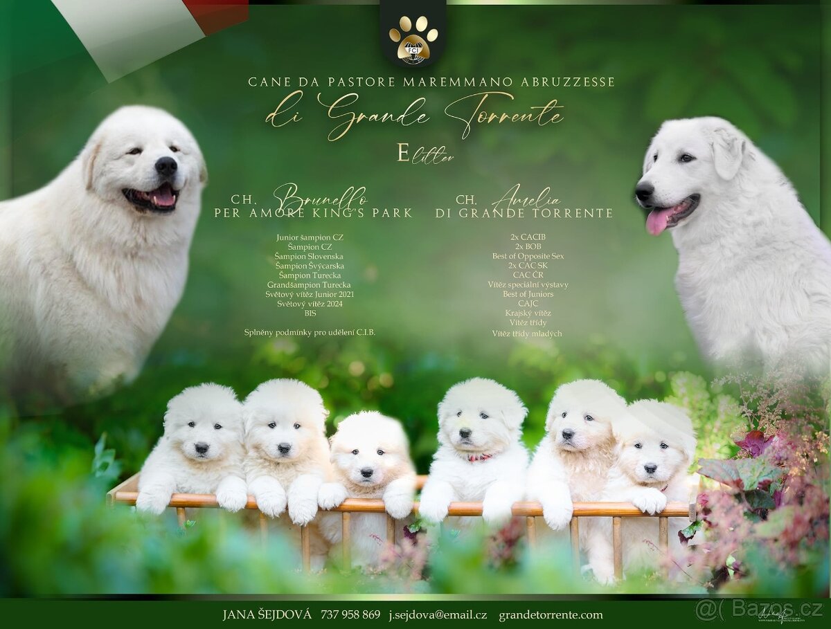 Maremma Sheepdog - Maremmansko Abruzský pastevecký pes - 4