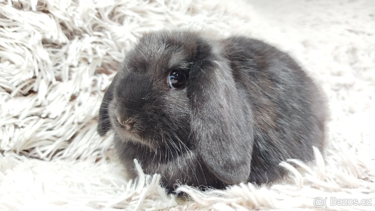 Zakrslý beránek, králíček, králík - BRUNO - 4