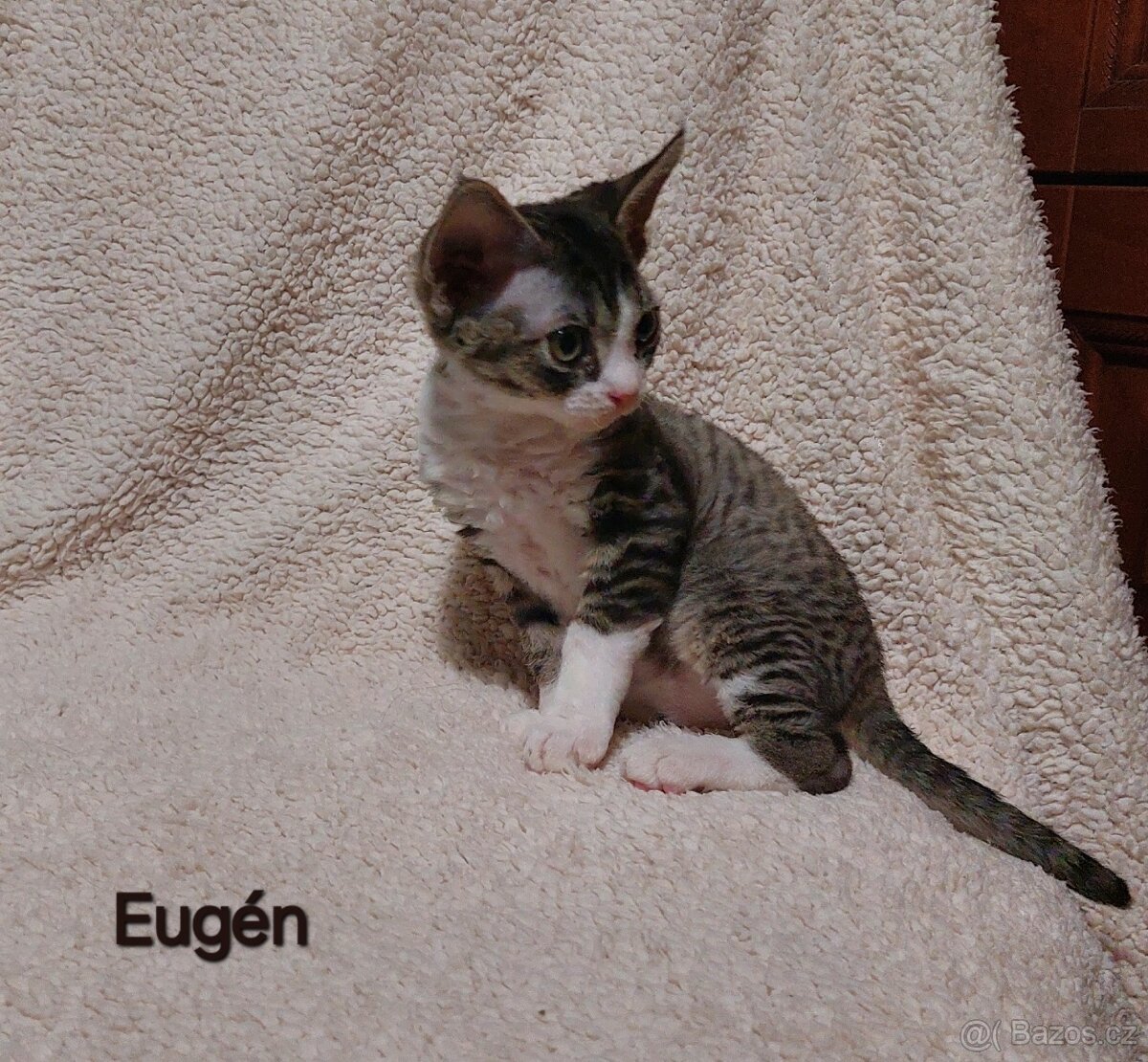 Devon rex koťátka s PP - 4