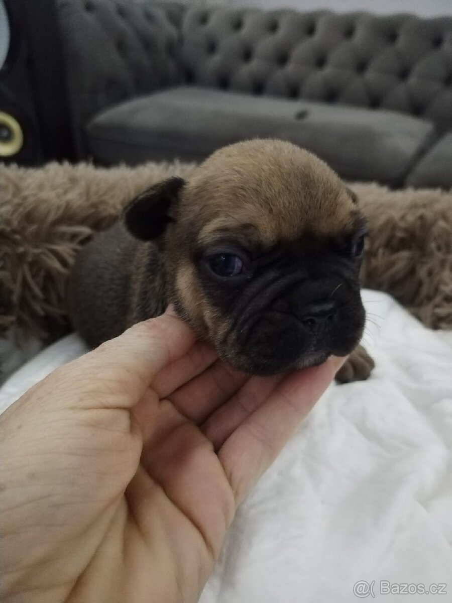 Francouzský buldoček - 4