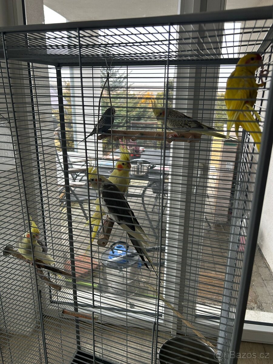 Velká klec + 6 papoušků - 4