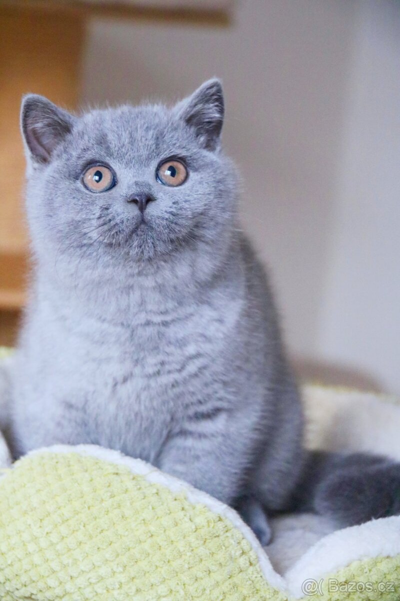 Britská modrá koťata s PP - 4