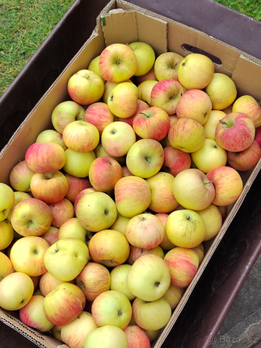 Prodám nestříkaná bio jablka - různé druhy a velikosti - 4