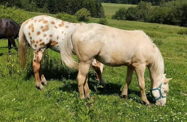 Palomino Foundation Appaloosa valášek - 4