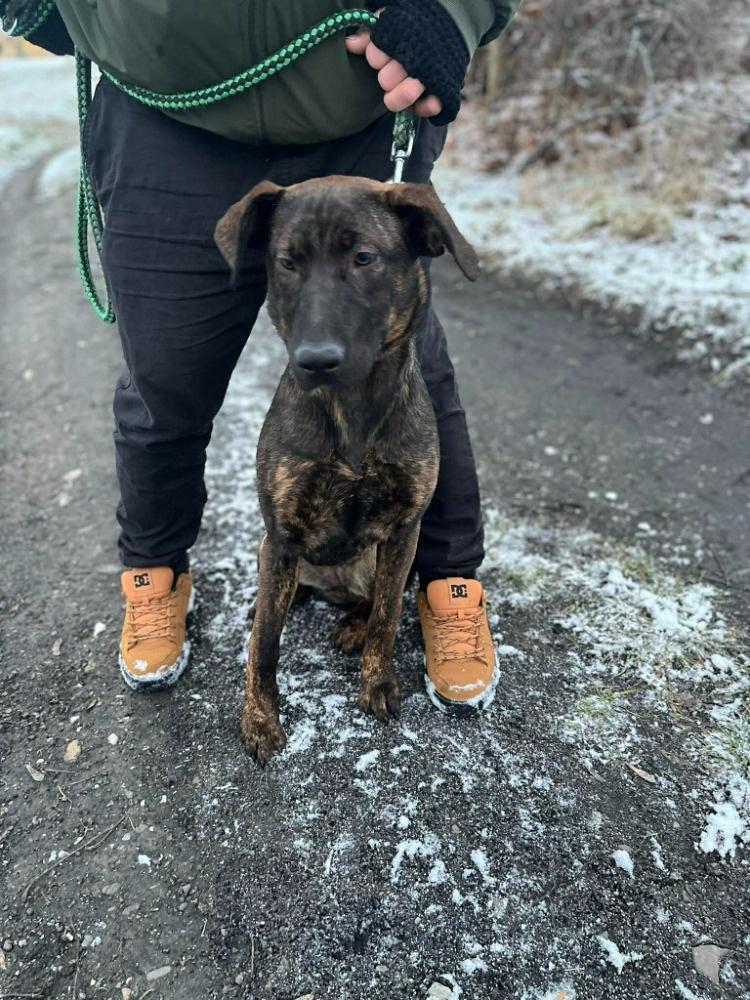 2 fenečky štěňátka - 4