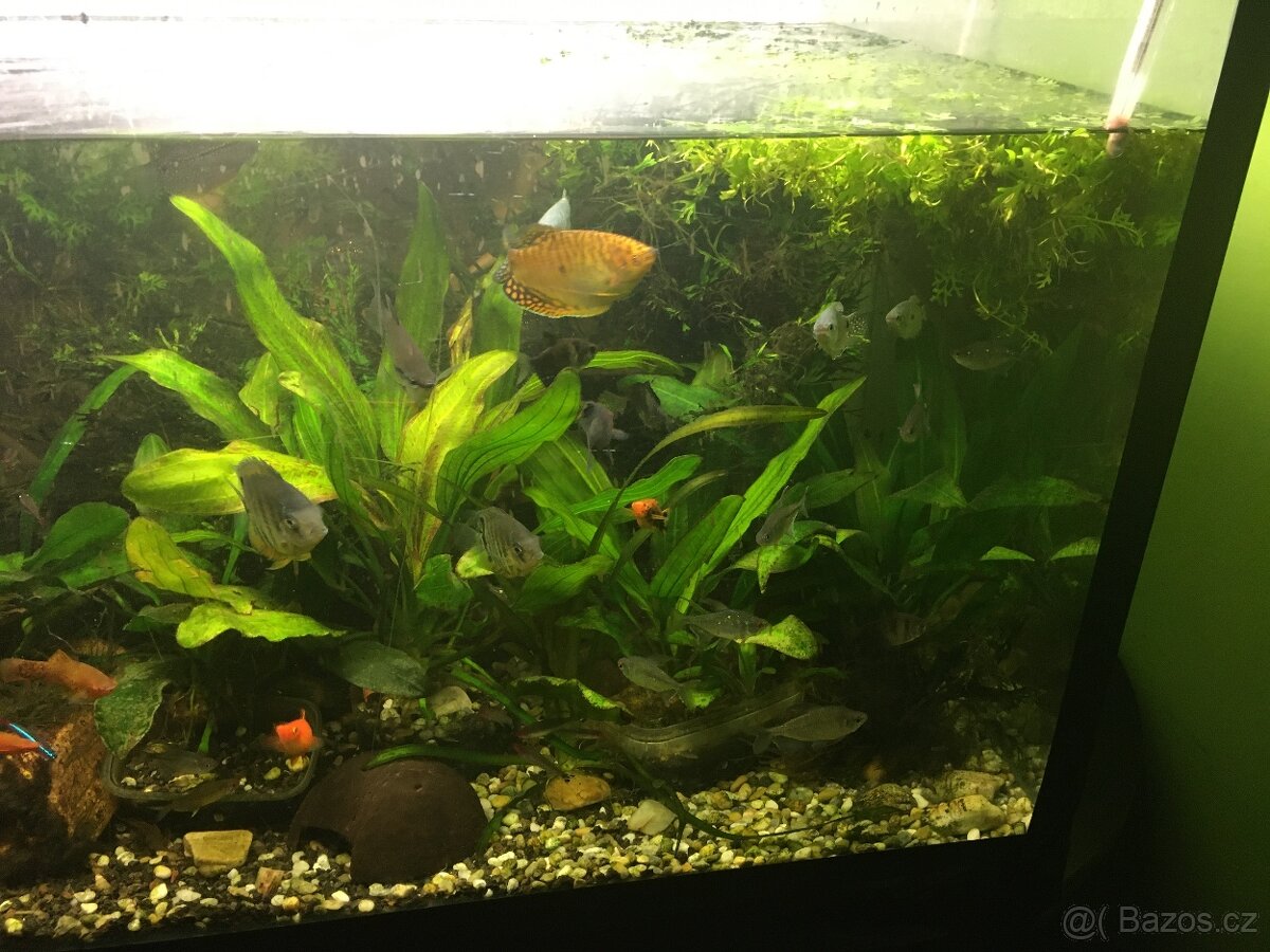 Prodám levně ryby a vodní rostliny - 4