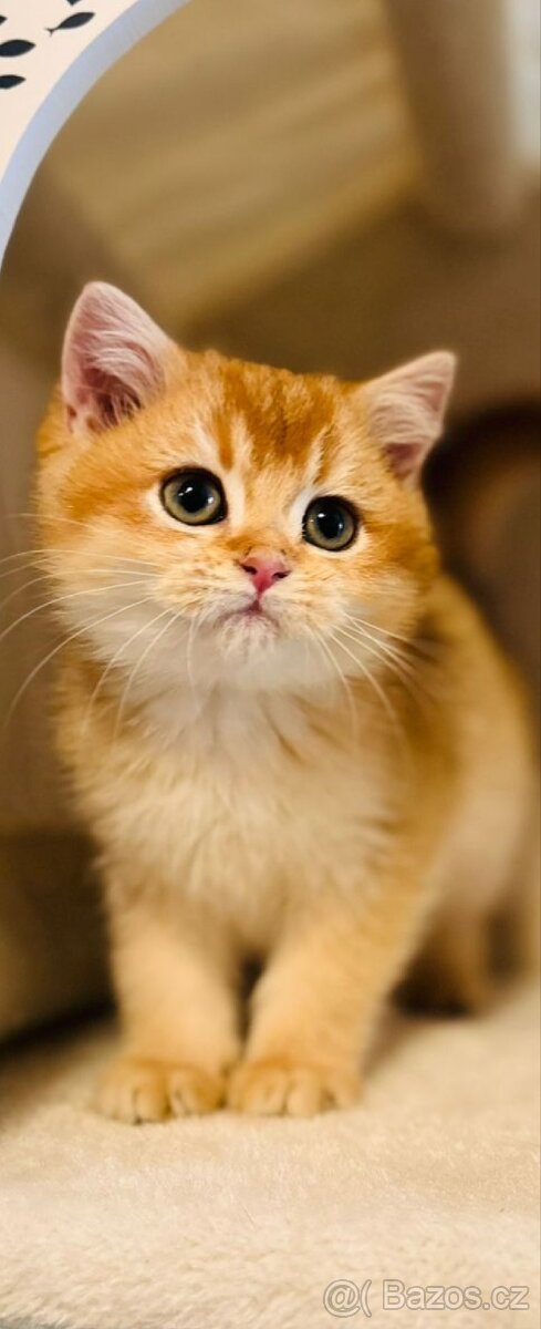 Luxusní britská golden koťátka, s PP pro chov k odbery hned - 4