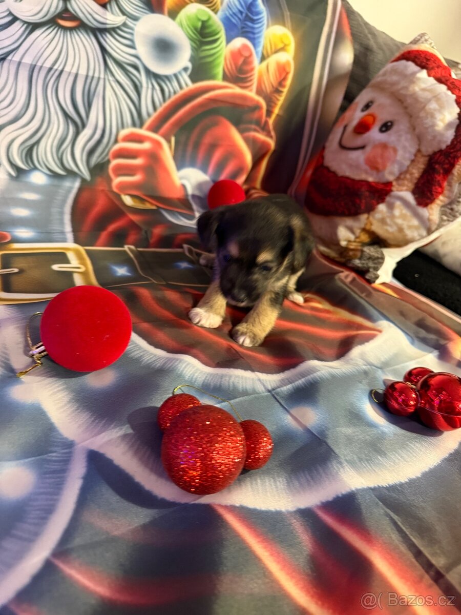 Krásné štěňata - 4