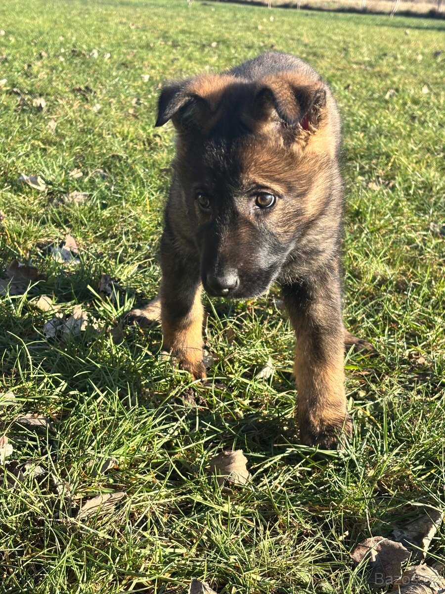 Nemecký ovčák - 4