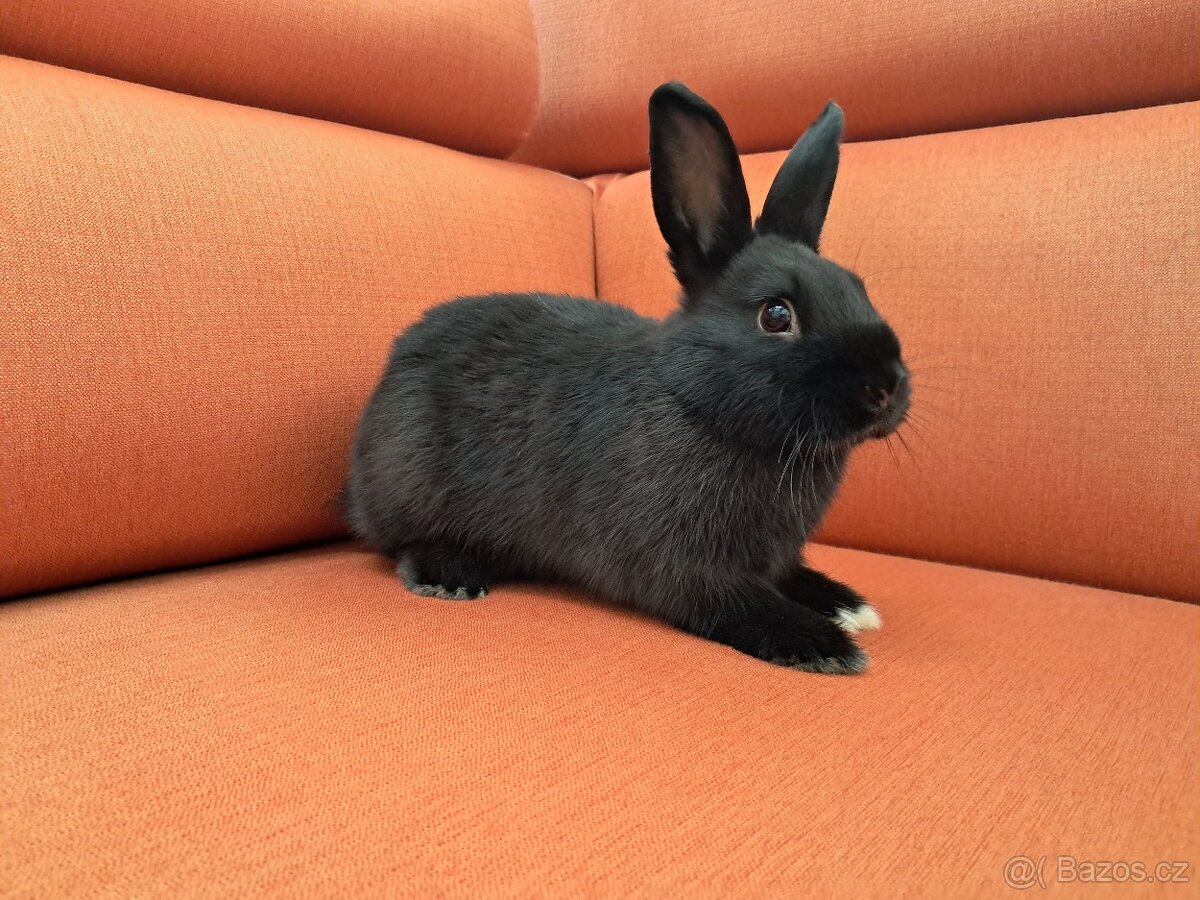 Prodám králíčky, 2 vrhy - 4