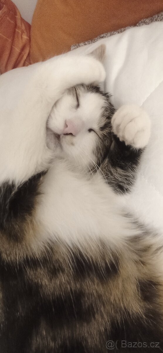 Daruji kočičku - 4