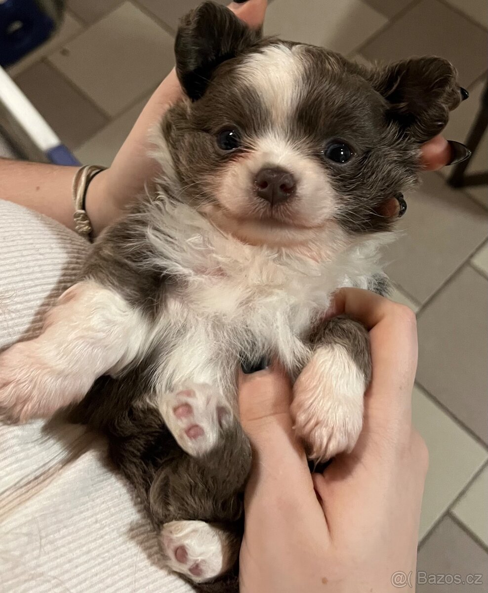 2x dlouhosrstý pejsek s PP FCI, čivava - 4