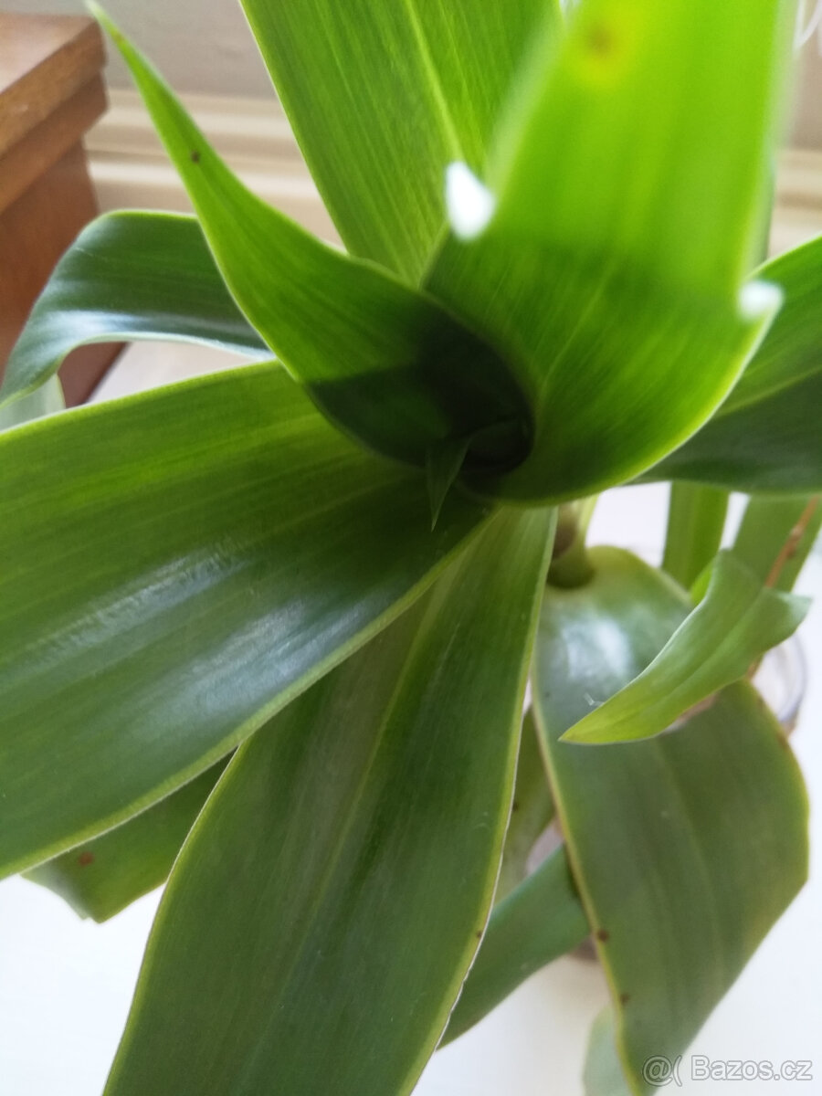 Kalísie voňavá, sazenice,léčivka, pokojová rostlina - 4