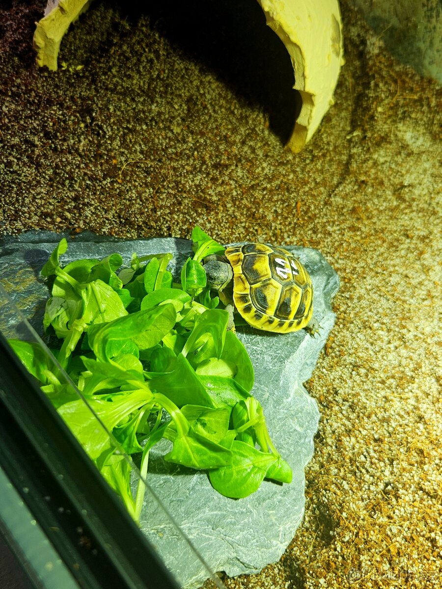 Želva zelenavá - 4