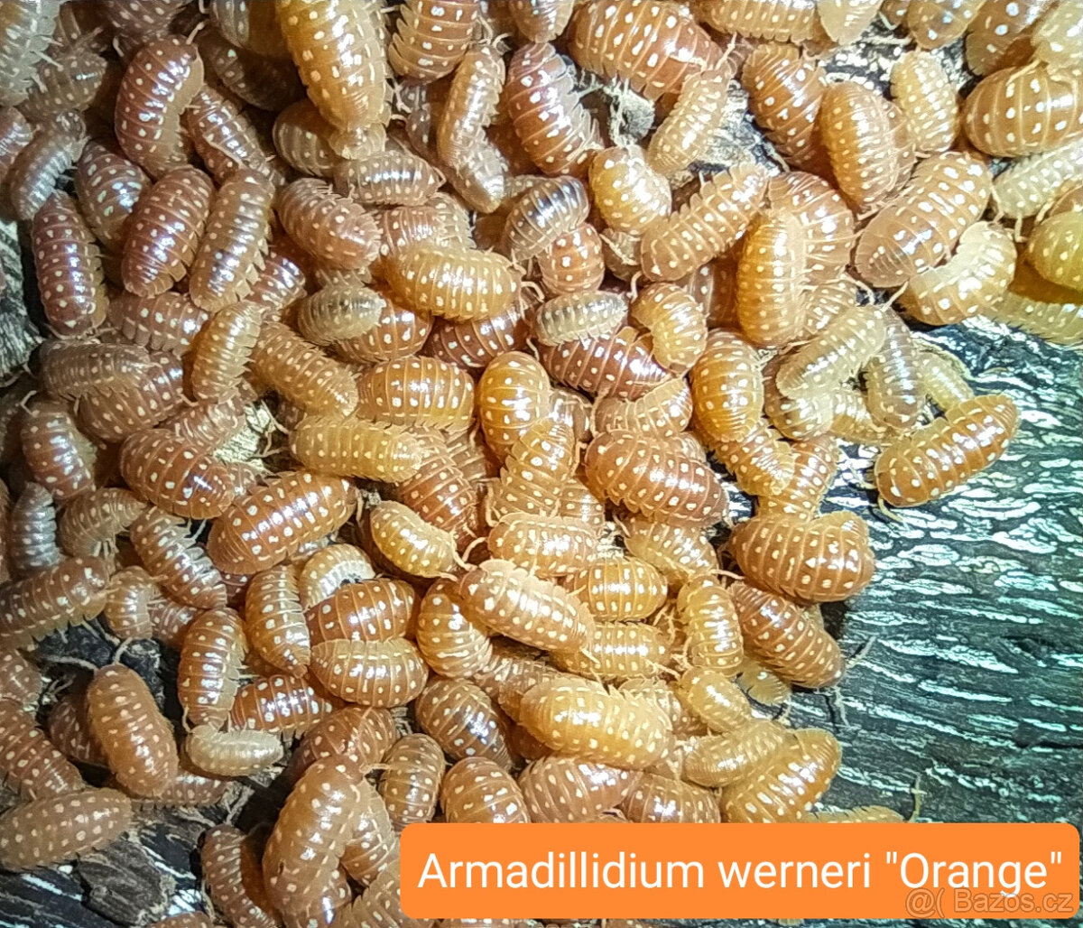 Isopody - nabídka - 4