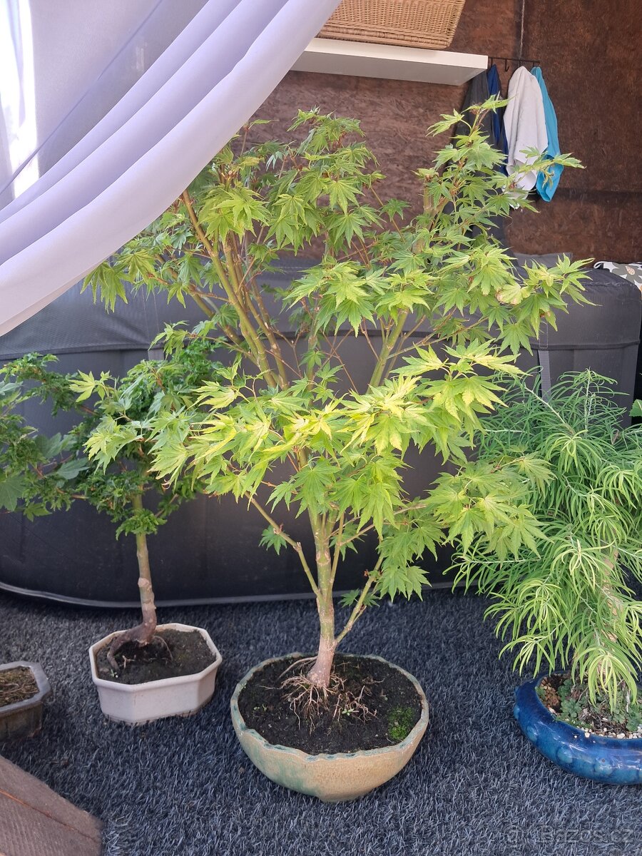 Bonsaj, bonsai - 4