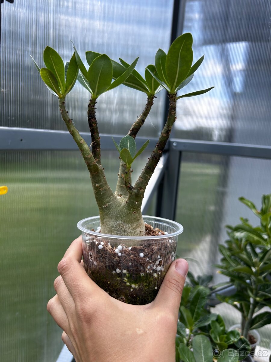 Adenium arabicum - 4